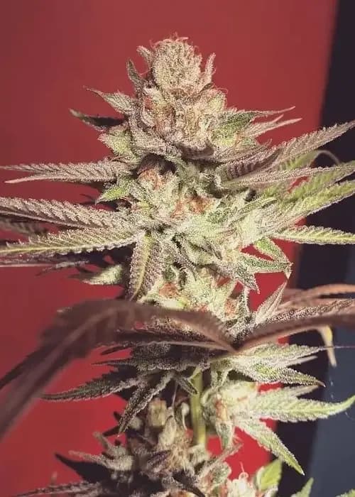 strawberry banana grape
