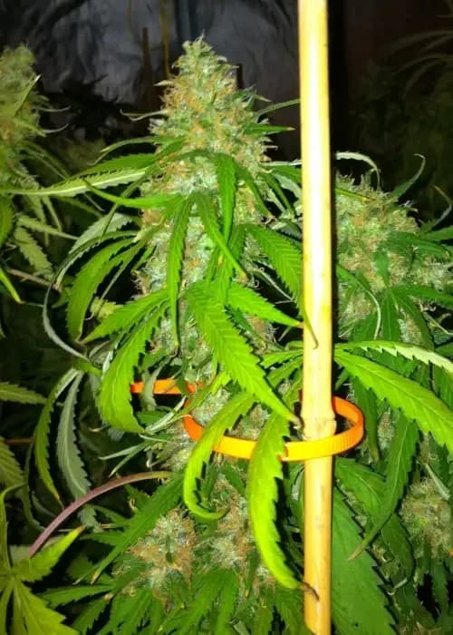 swazi skunk