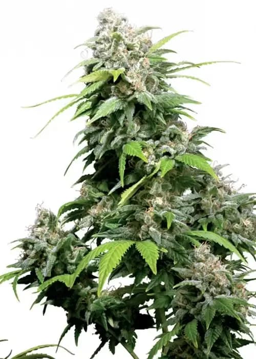california indica