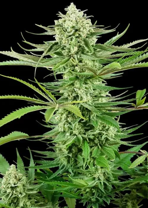 cashew kush