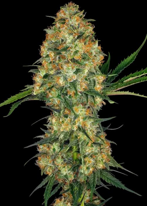 hindu kush
