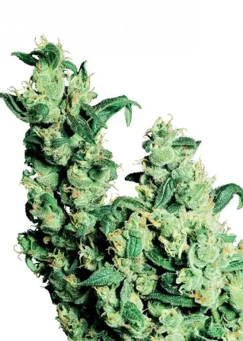 jack herer (aka: bedrocan)