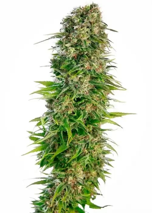 Juicy Fruit