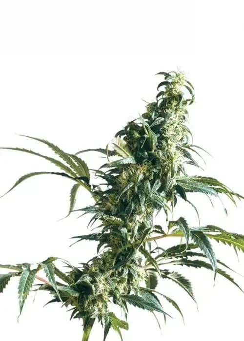 mexican sativa
