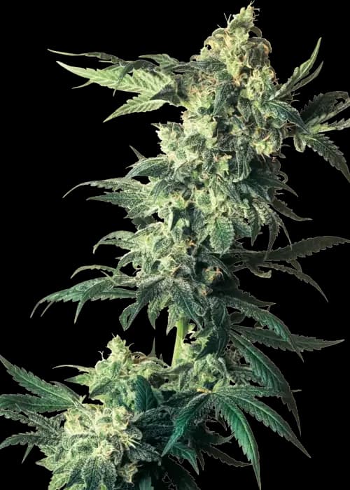 northern lights
