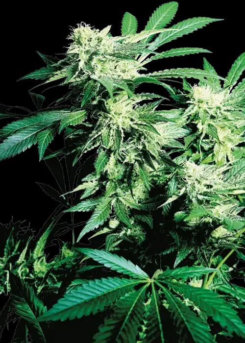 skunk kush