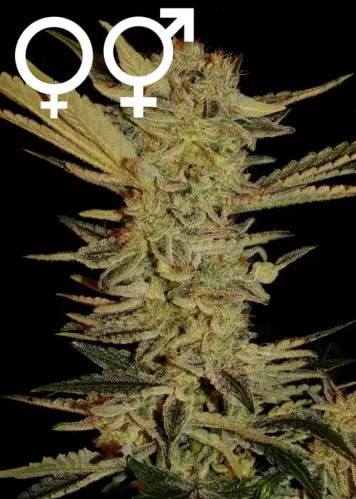 bubble gum
