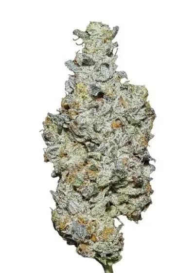 sherbacio