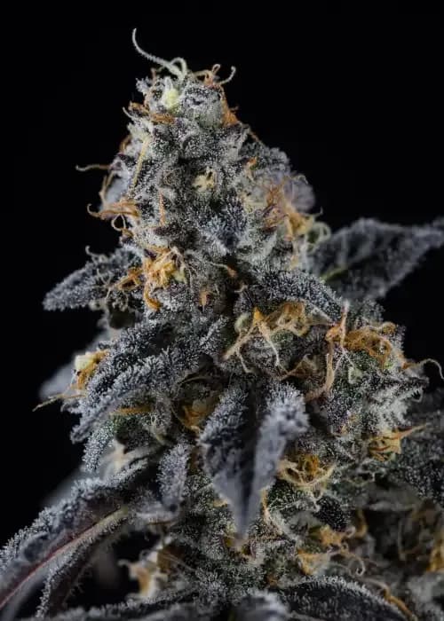 sherbet