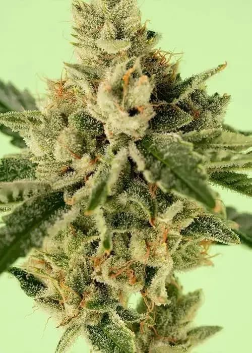 Lemon Cherry Zeelosa