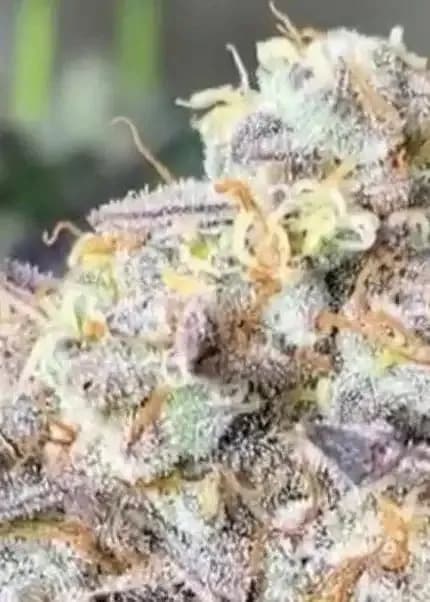 purple gelato