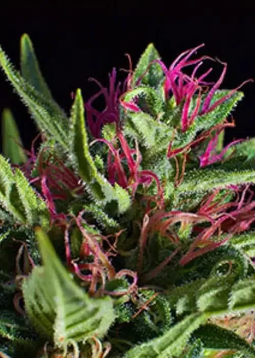 silver haze
