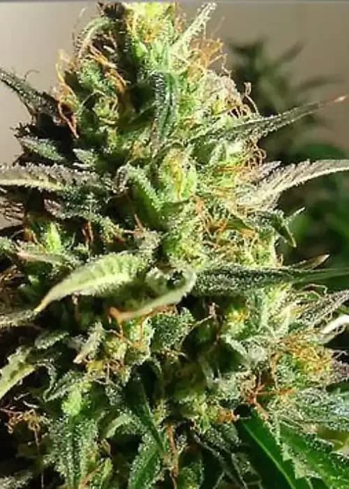 auto forbidden fruit