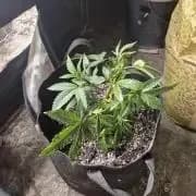 triple burger (aka: gmo bx3)