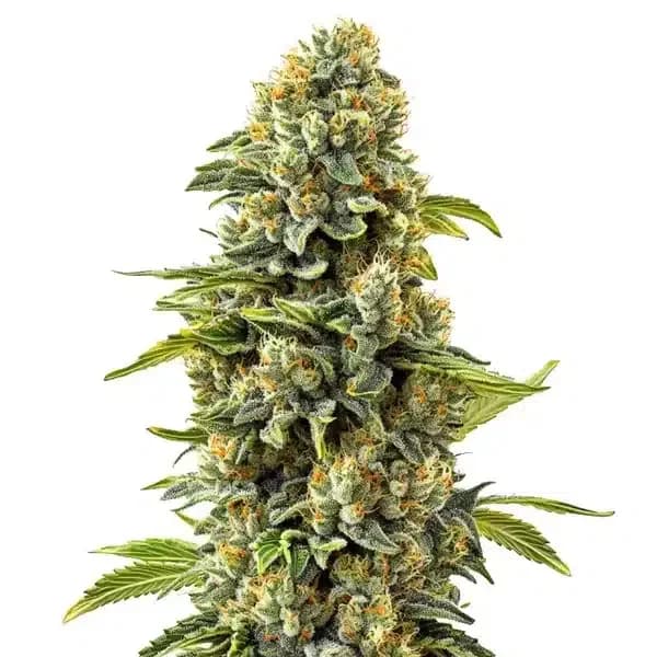 Skunk Strains