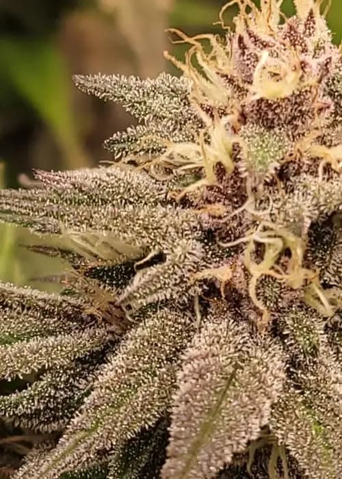 Gorilla Butter x Hindu Kush Skunk