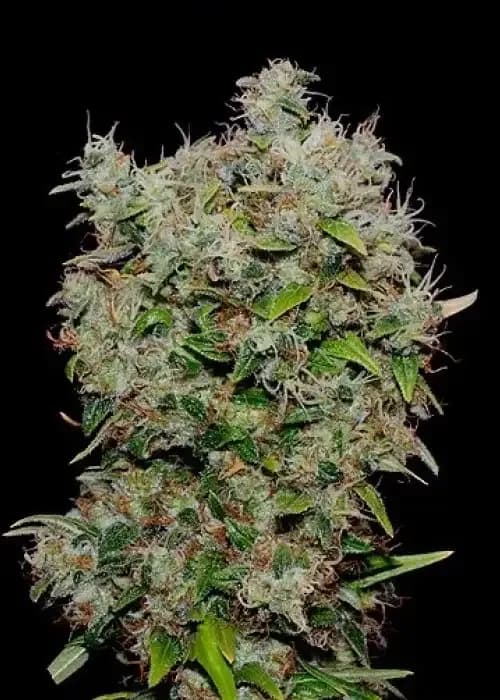 nyc diesel