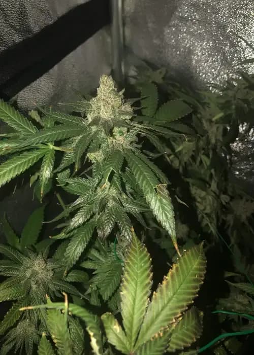 Cali Kush Cbd