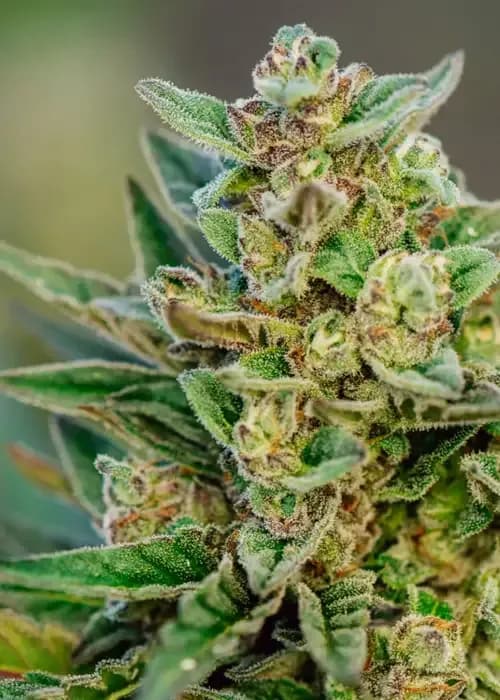 Sour Cherry Diesel