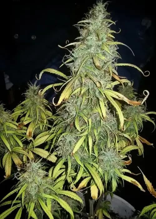 sour diesel auto