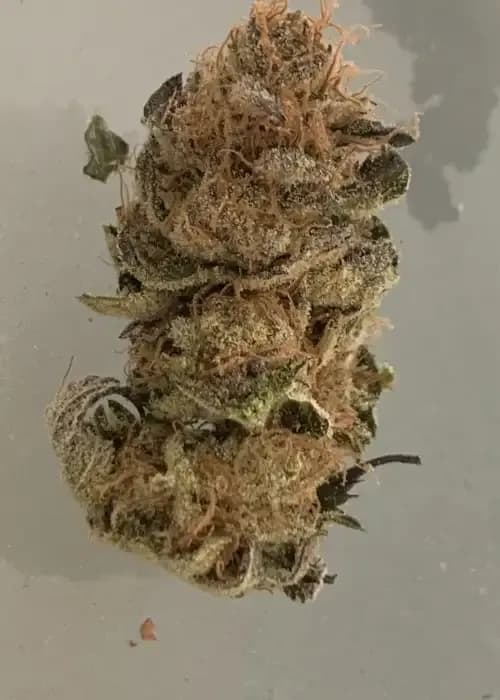 Sour Gummy