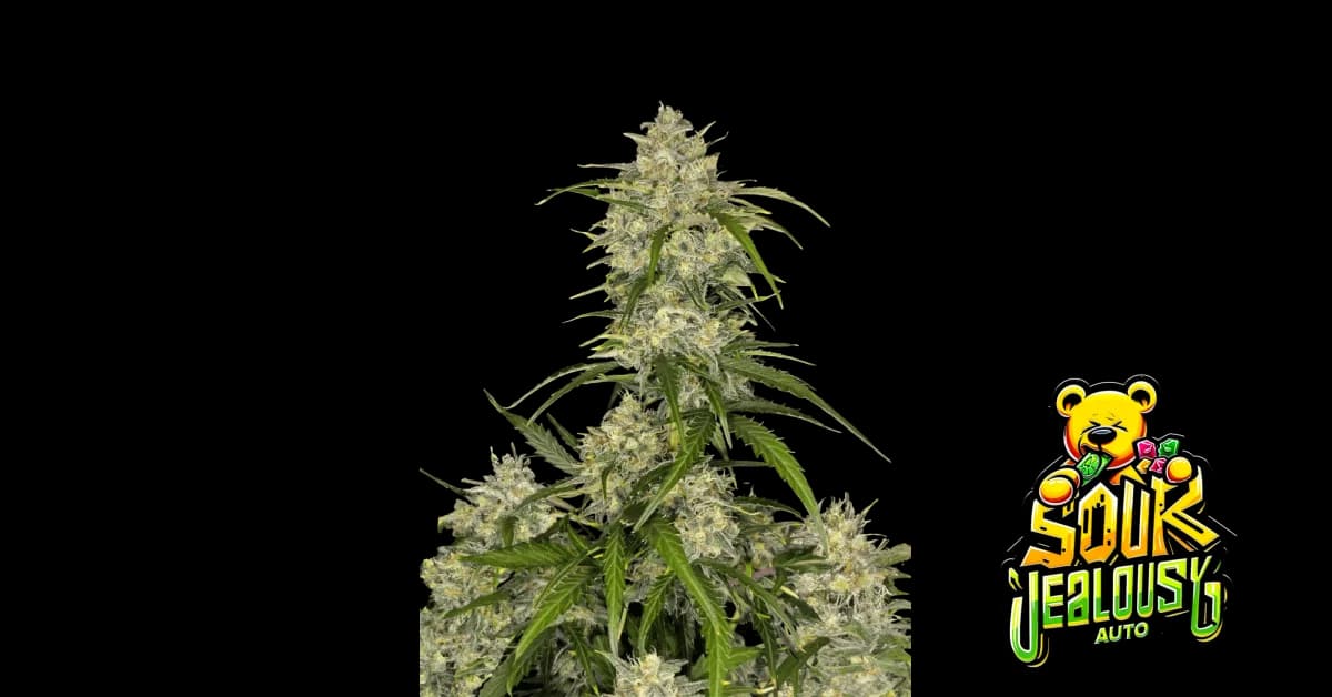 sour jealousy auto