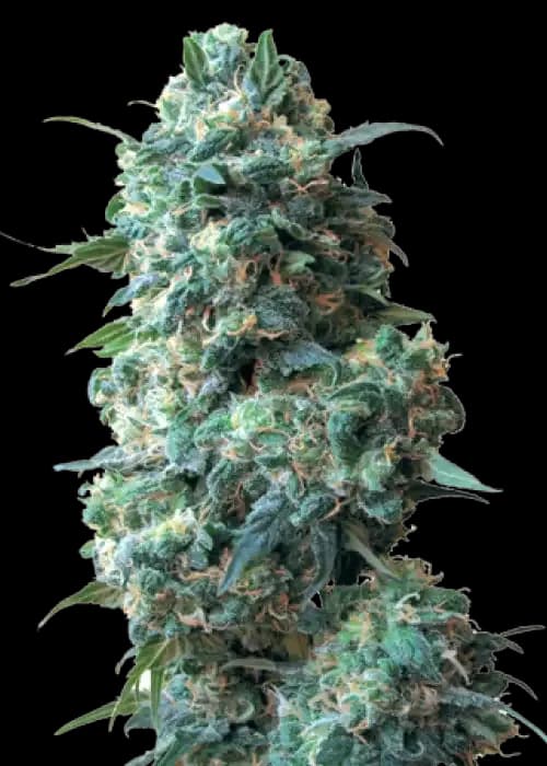 Sour Kush Auto