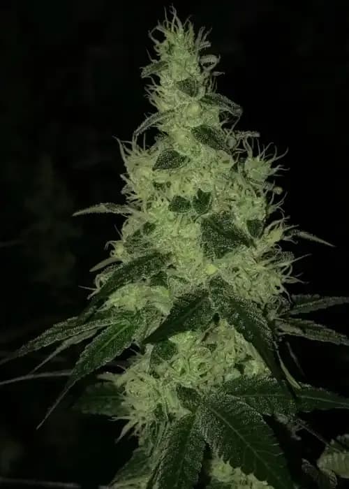 sour trop bx