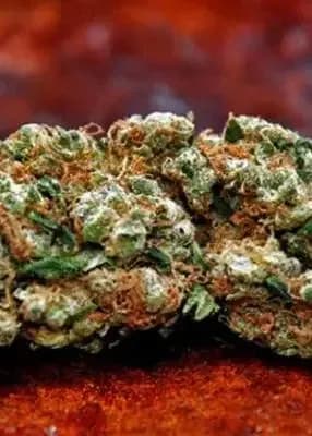 Sour Tsunami cannabis strain - Hybrid