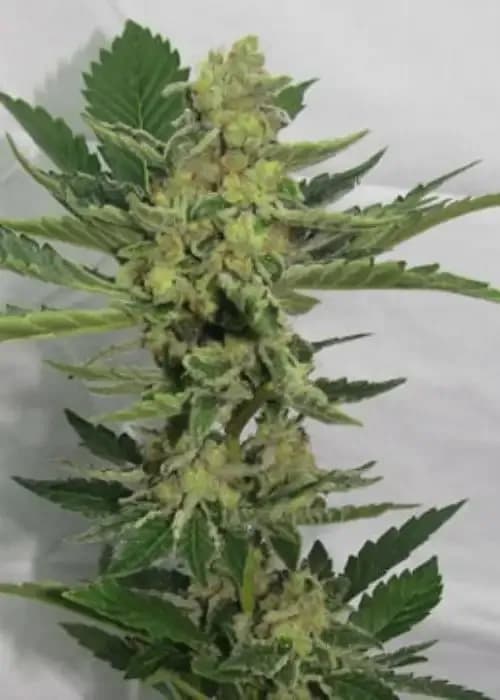 auto star widow