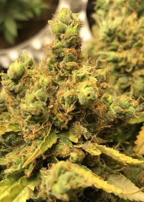 stardawg auto