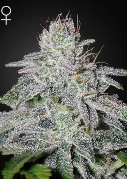 Francos Lemon Cheese