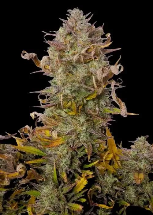 Strawberry Banana Xl Auto