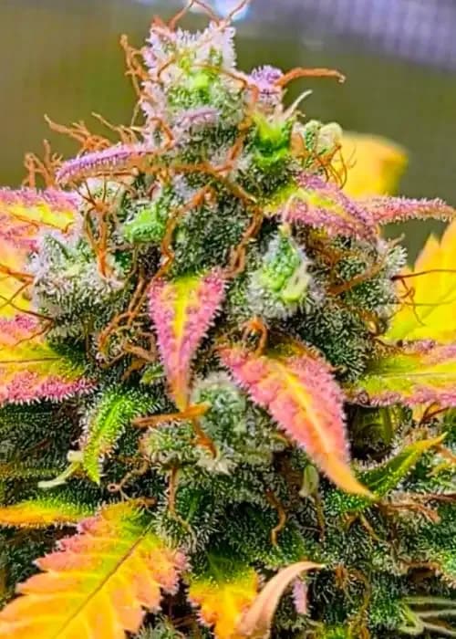 strawberry banana
