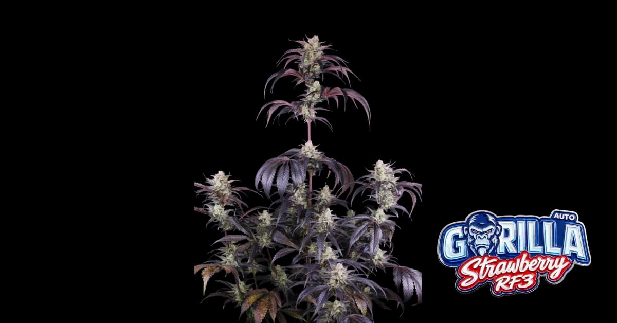 Strawberry Gorilla Auto RF3
