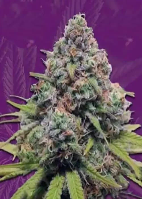 Strawberry Kush