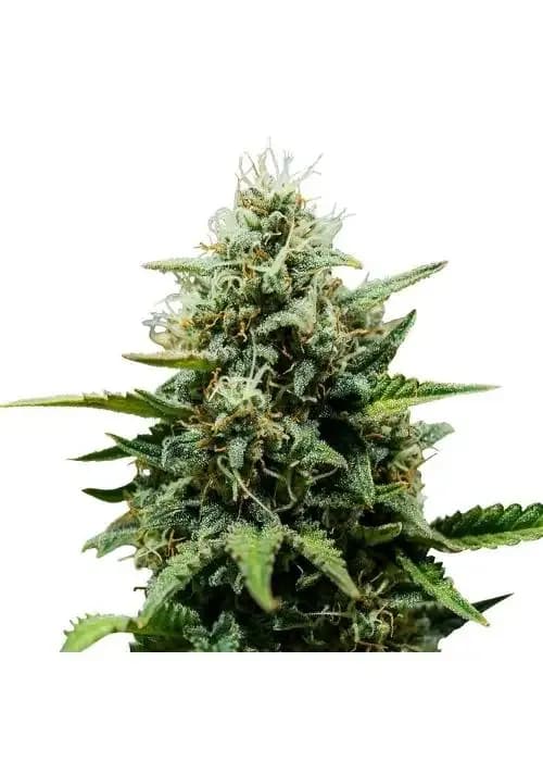 Fat Banana Auto
