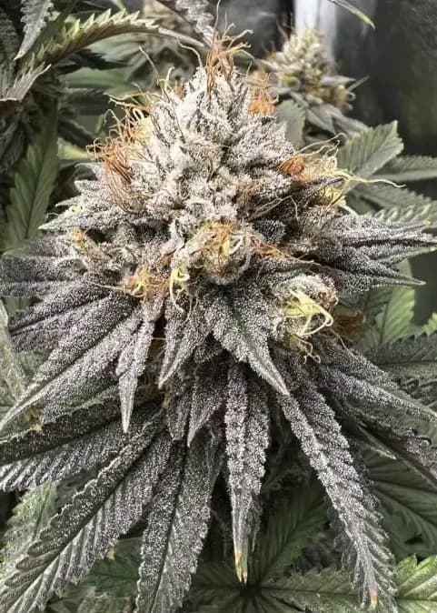 sunset sherbet