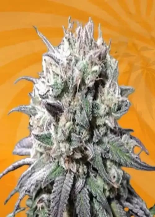 zombie d.f.