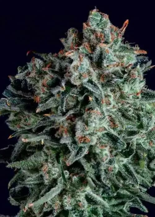 blue cheese x scbdx