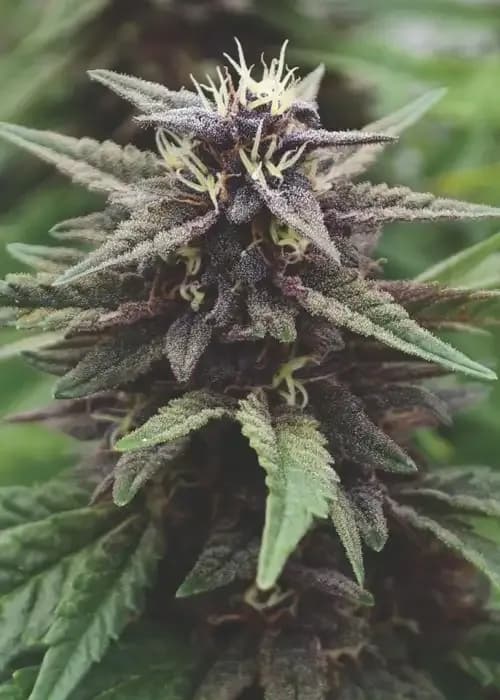 royal purple kush x scbdx