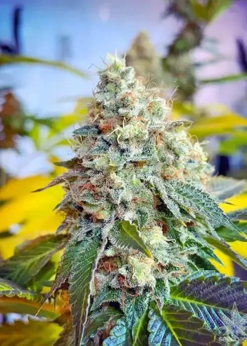 legend og