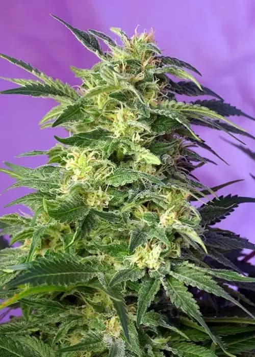 killer kush auto