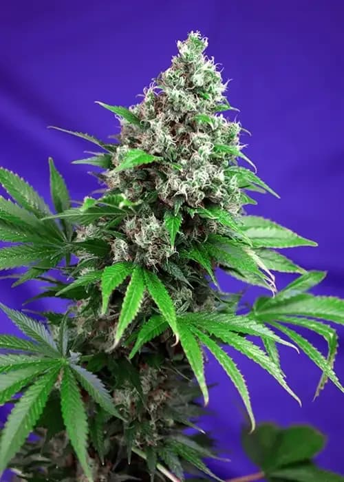 killer kush f1 fast version