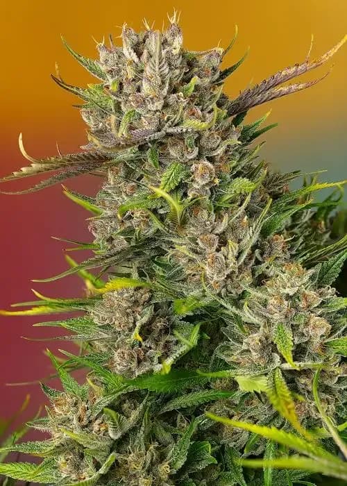 papaya zoap auto