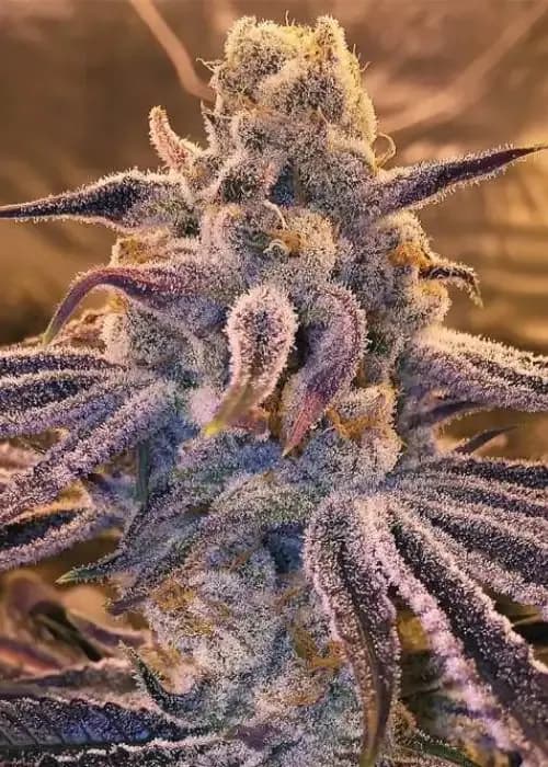 banana punch