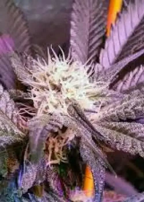 purple starburst