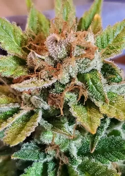 Tahoe Star