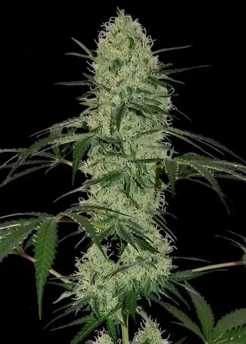 Tangerine Dream Auto
