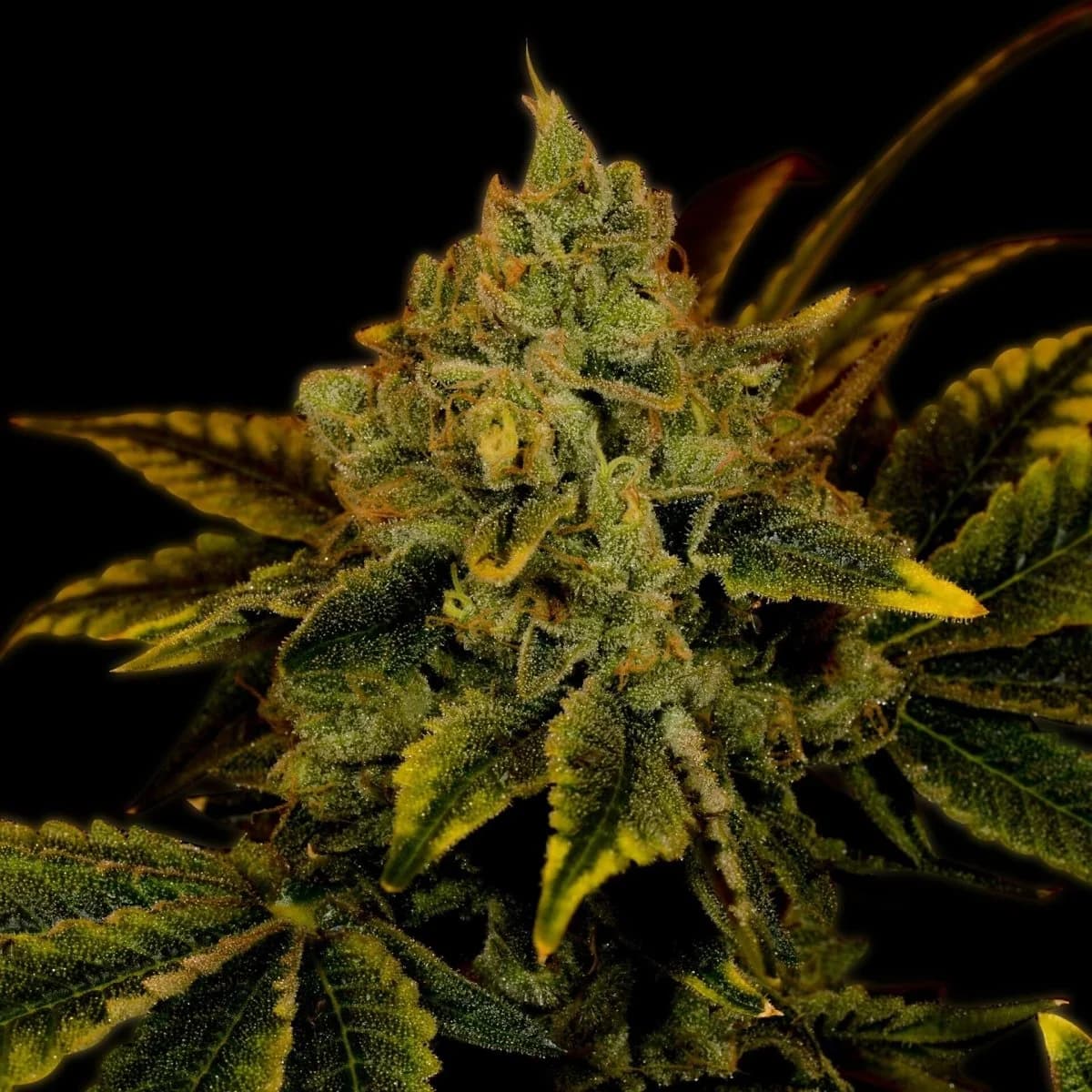 tangerine dream